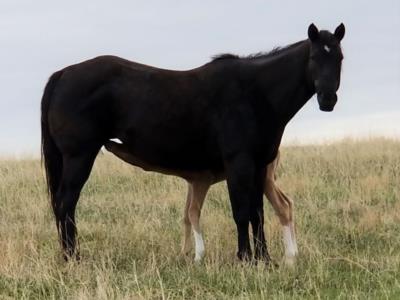 Lily Dancer Reed JW<br>AQHA 5454369